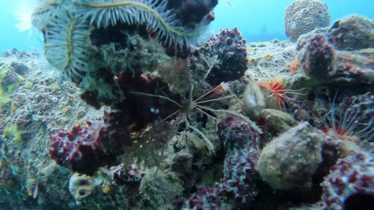 Bocas Tec Diving photo 3