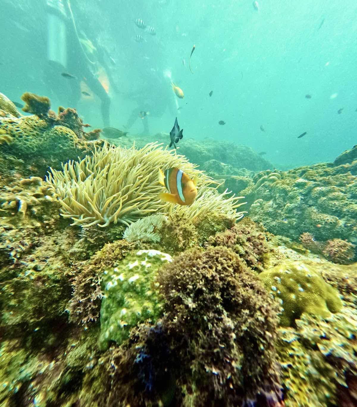 Panglao Freediving Adventures photo 6