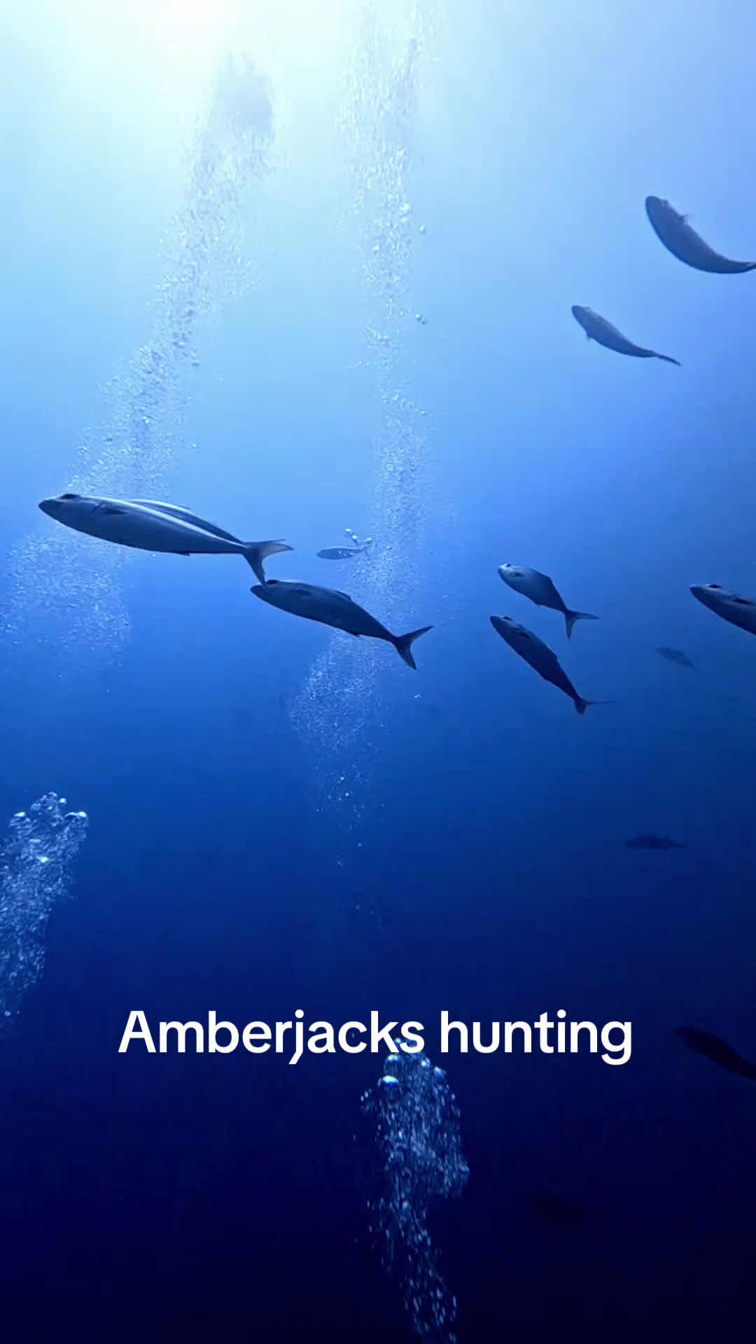 Kefi Divers – Scuba Diving & Snorkeling in Almyrida, Chania, Crete photo 4