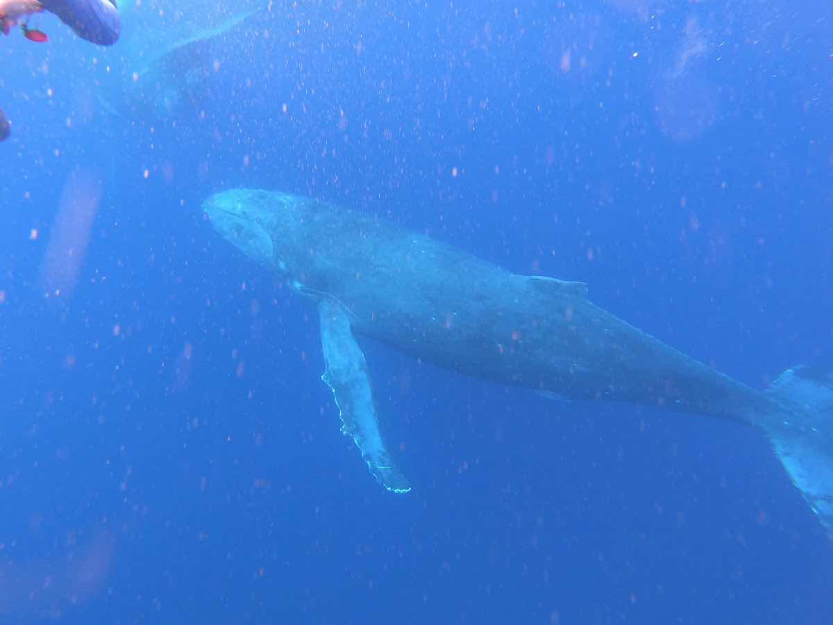 Humpback Swims Vava'u, Tonga photo 2