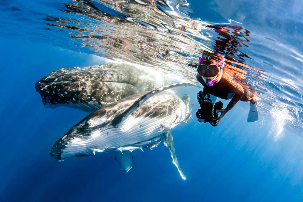 Humpback Swims Vava'u, Tonga photo 3