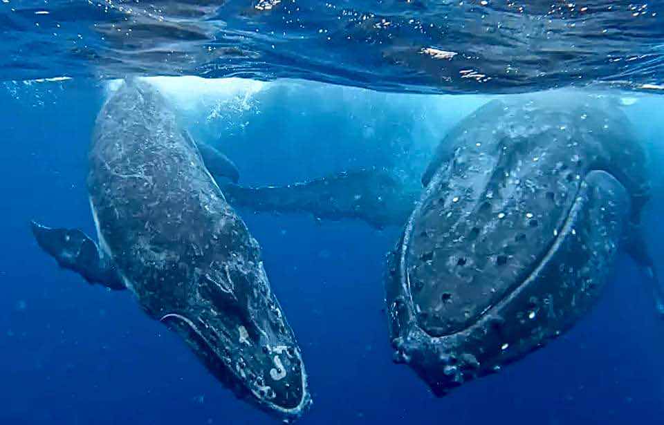 Humpback Swims Vava'u, Tonga photo 5