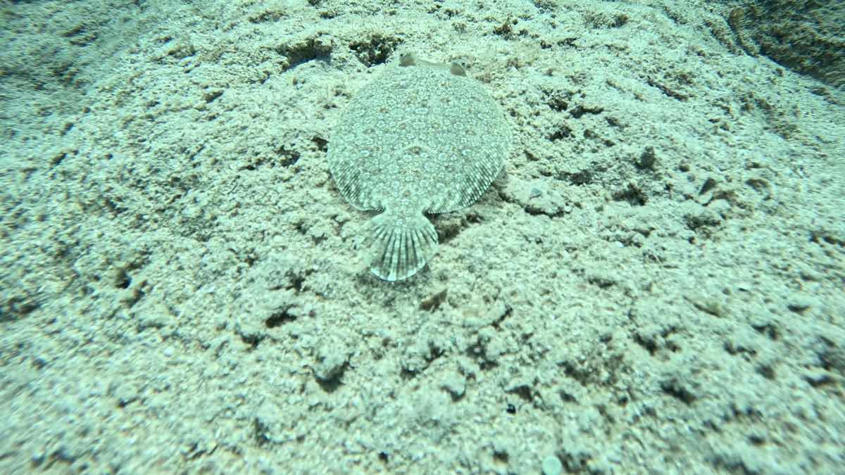 Kaş Diving photo 3