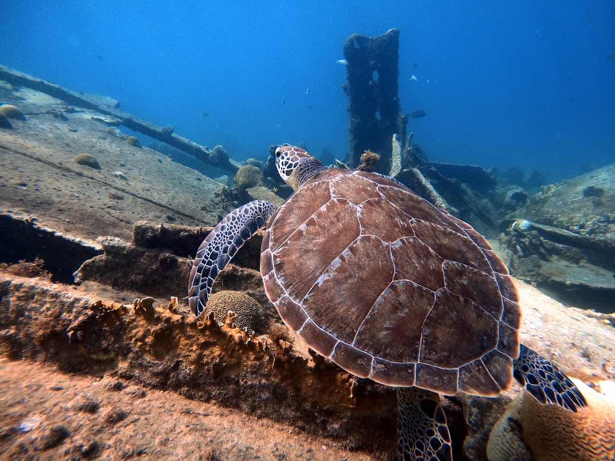 Aruba Dive 4 Life photo 9
