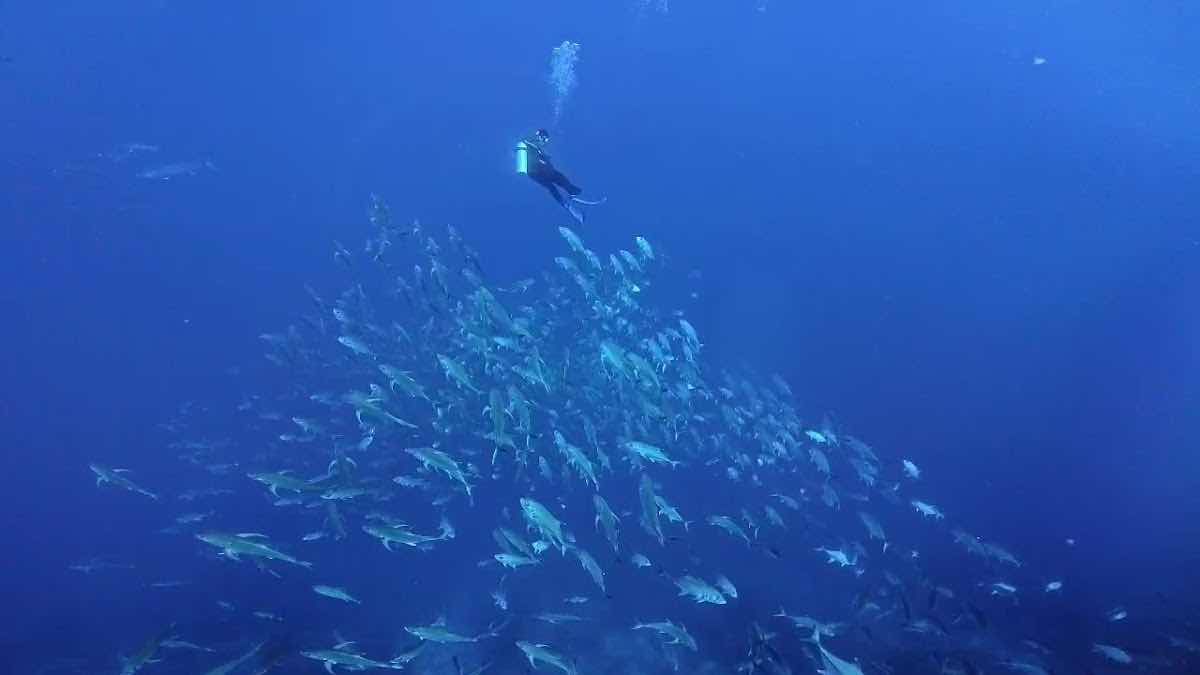 Mawali Scuba Diving photo 2
