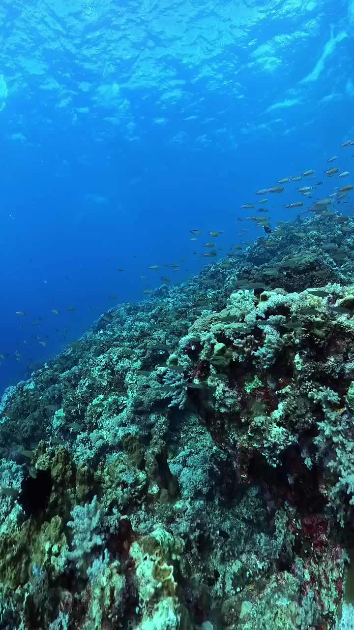 Mawali Scuba Diving photo 5