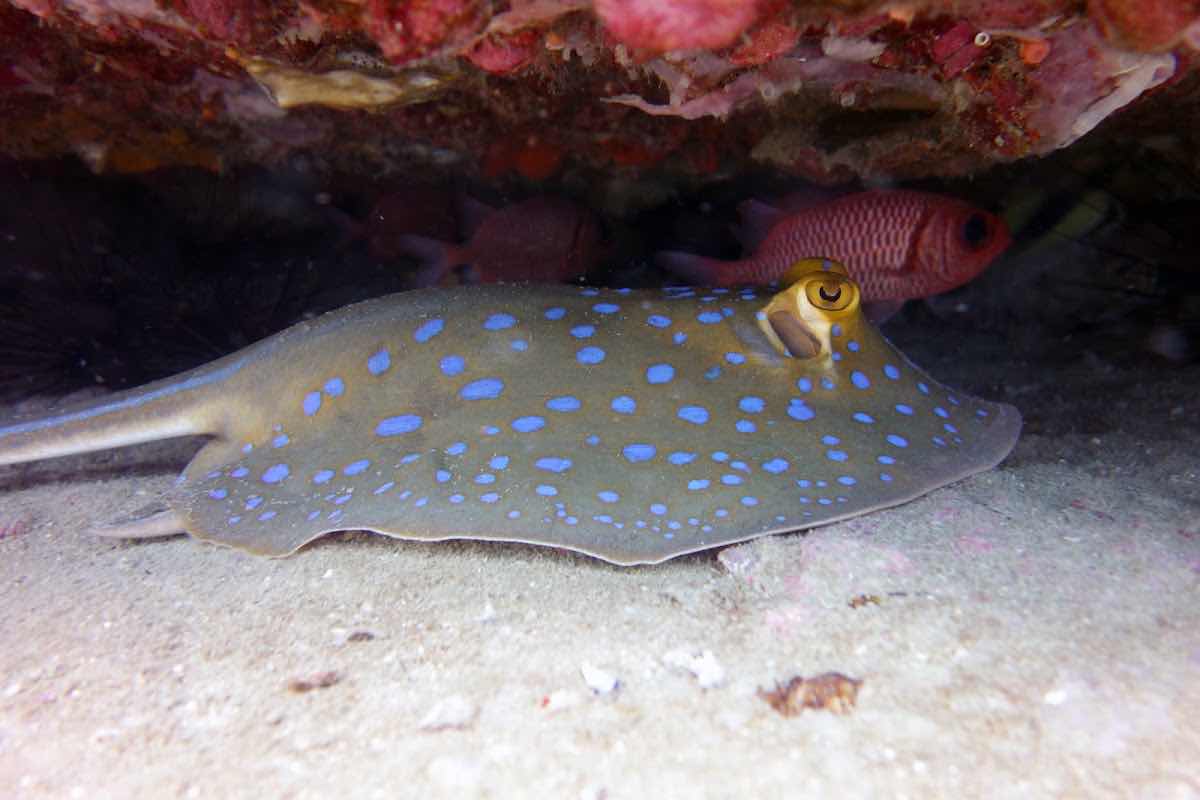 Searobin Dive Center photo 9