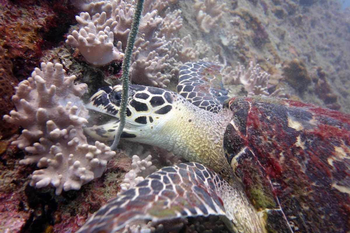 Searobin Dive Center photo 10