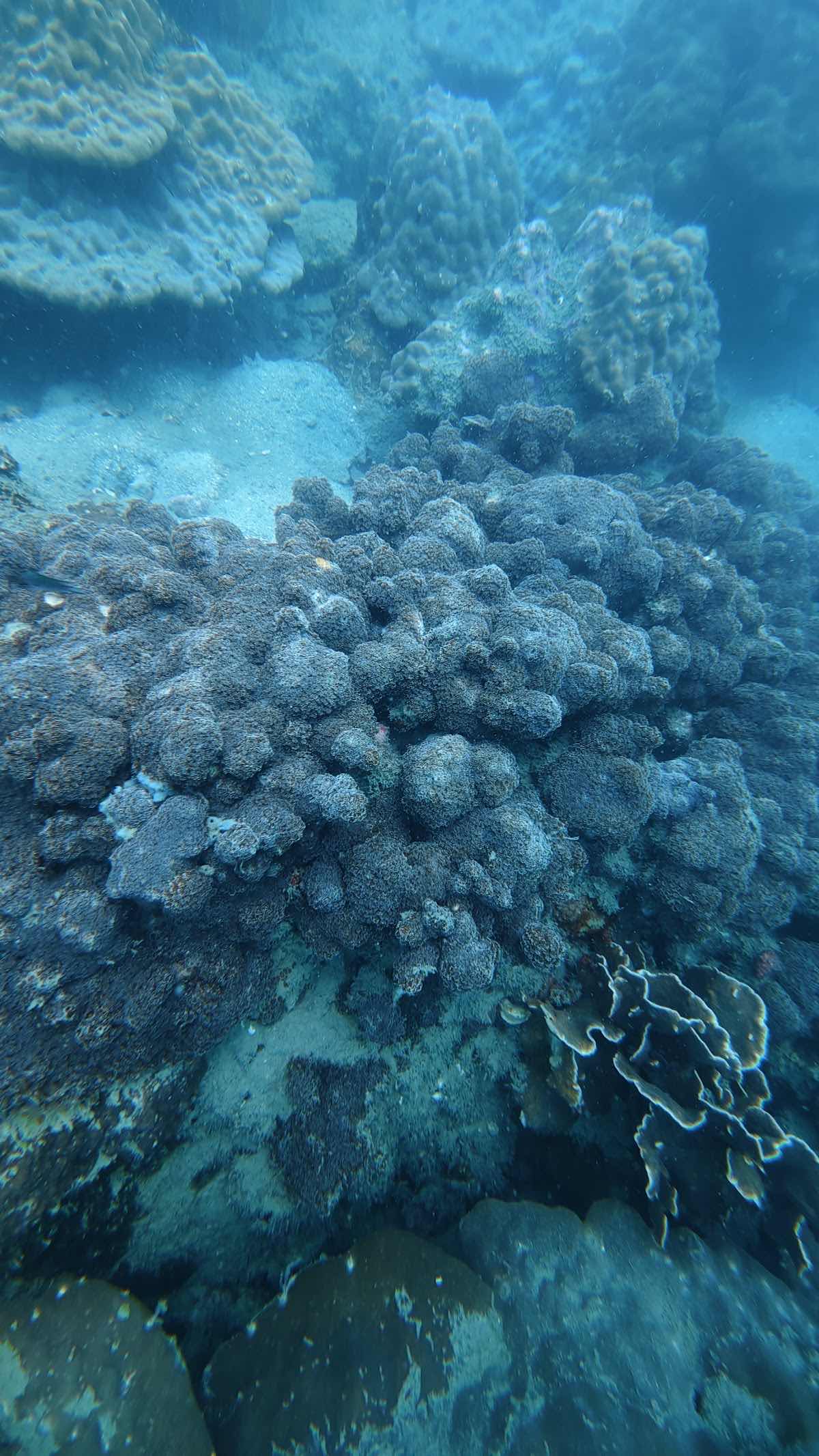 Vietnam Explorer PADI Dive Center photo 2