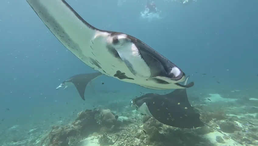 Uber Scuba Komodo photo 1