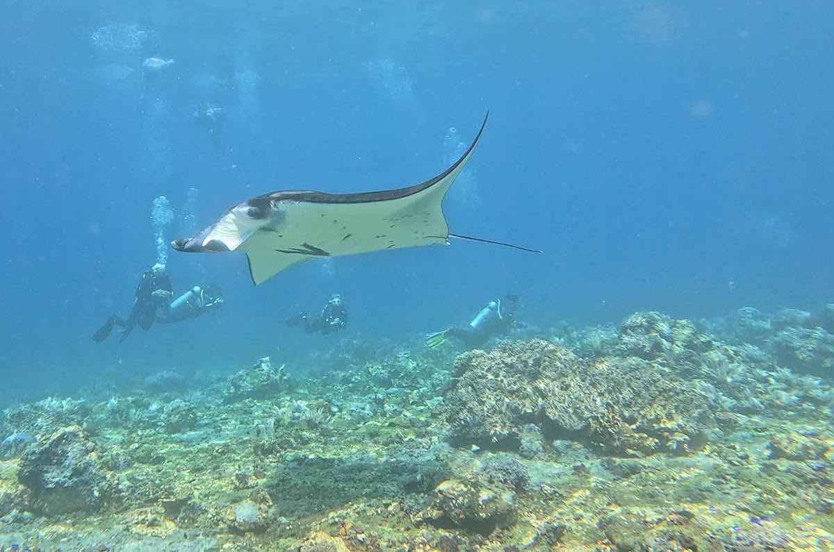Uber Scuba Komodo photo 2