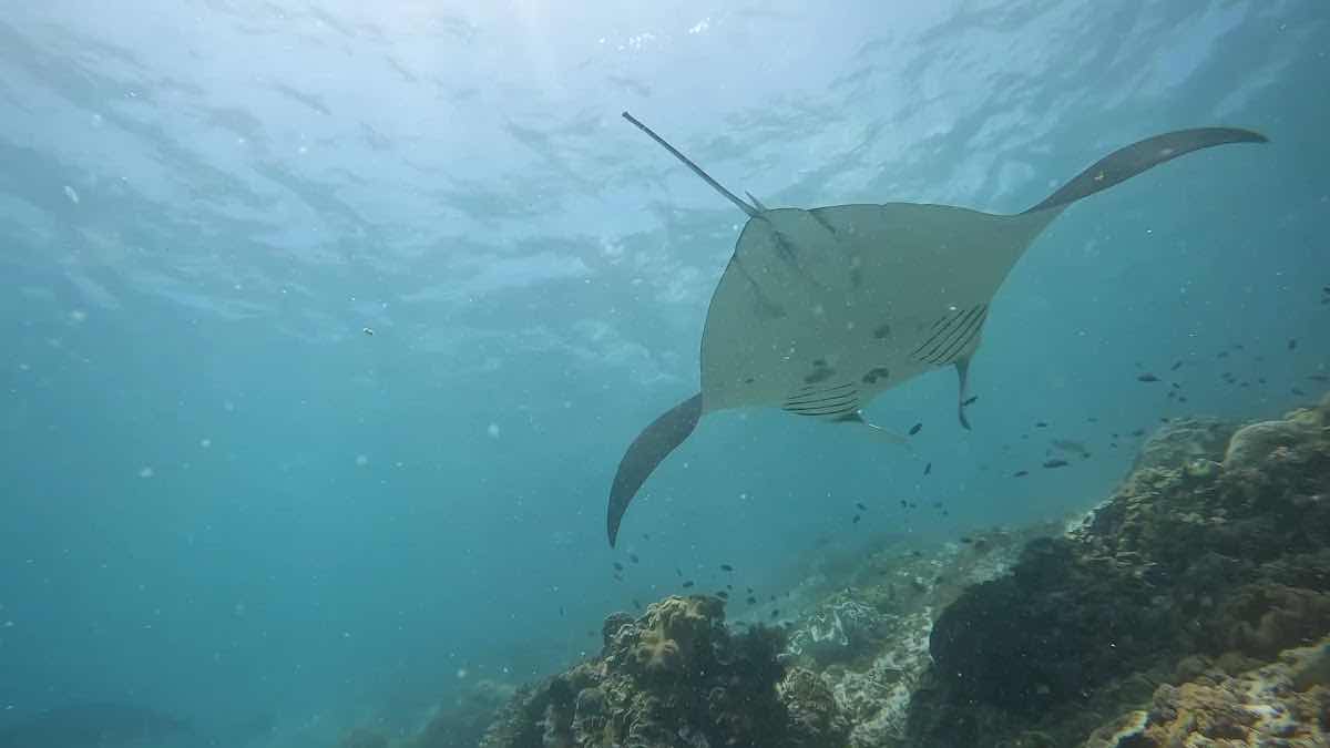 Uber Scuba Komodo photo 3