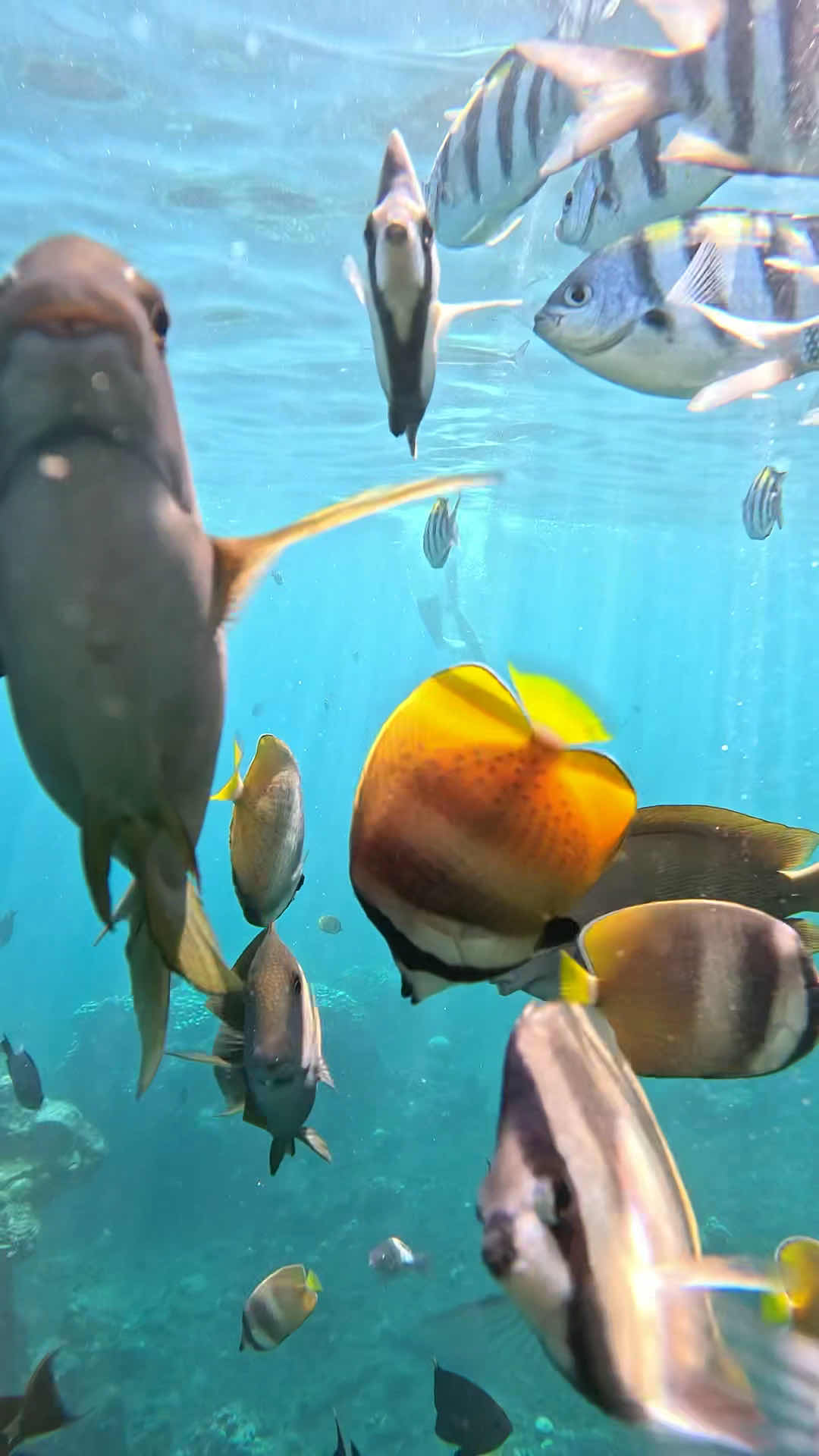 Snorkeling in amed photo 3