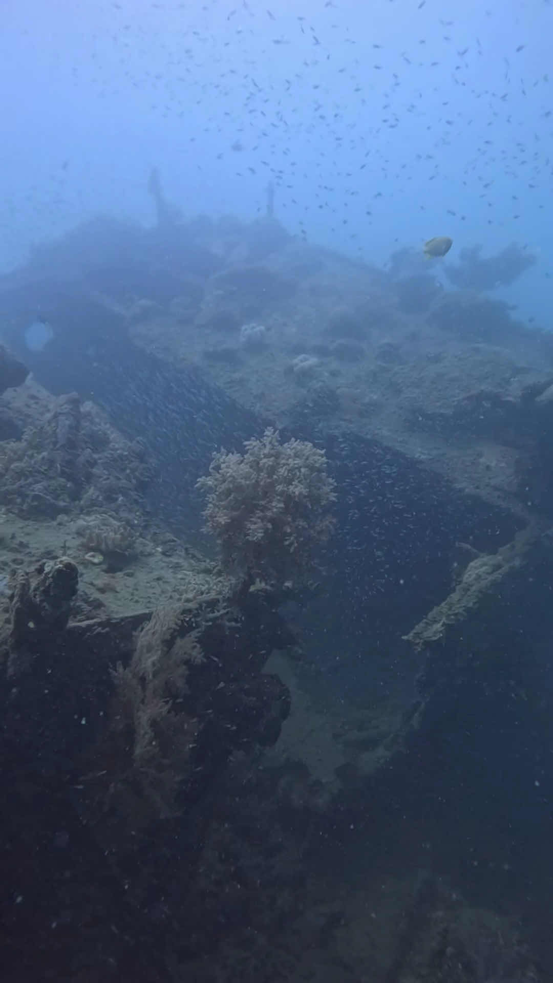 Kemujan Diver's photo 2