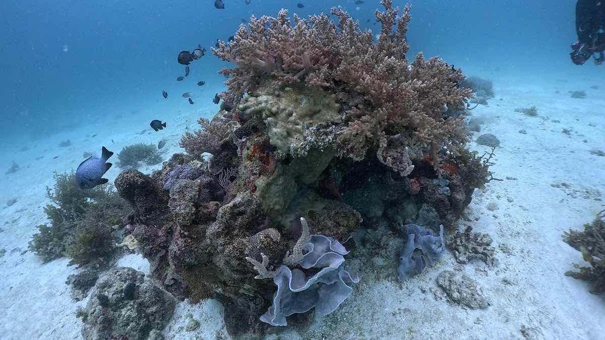 Coron Sarang Dive Club photo 2