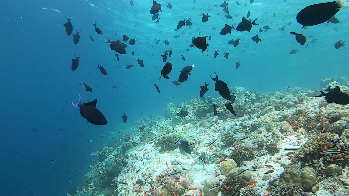 Sinai Dive Club Maldives photo 4