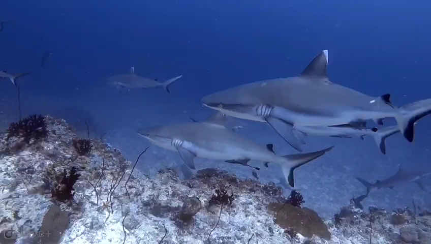 Sinai Dive Club Maldives photo 5