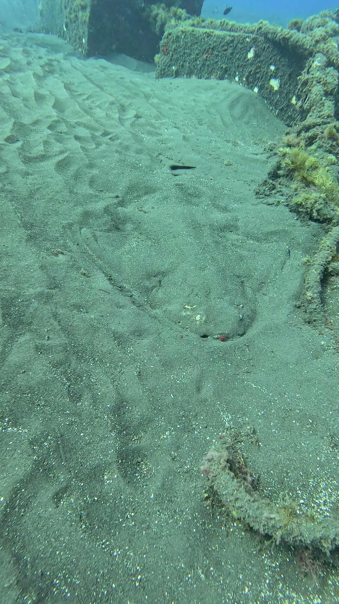 Pama Diving photo 3