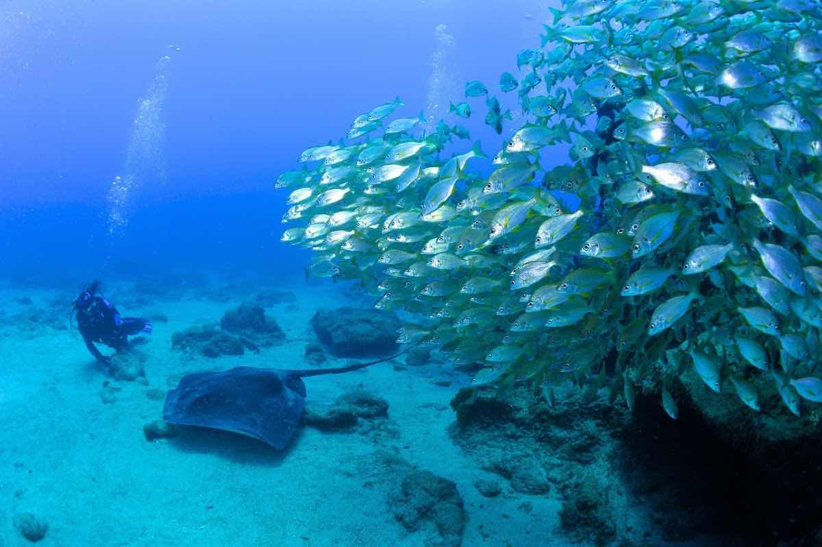 Pama Diving photo 6