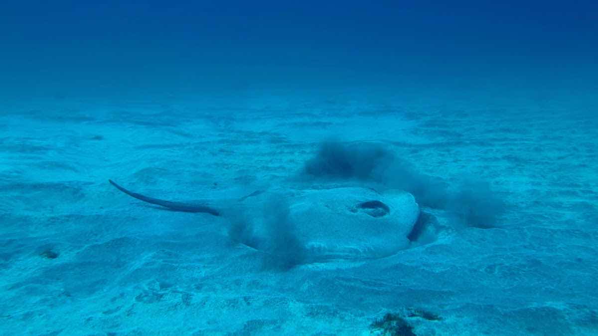 Pama Diving photo 8