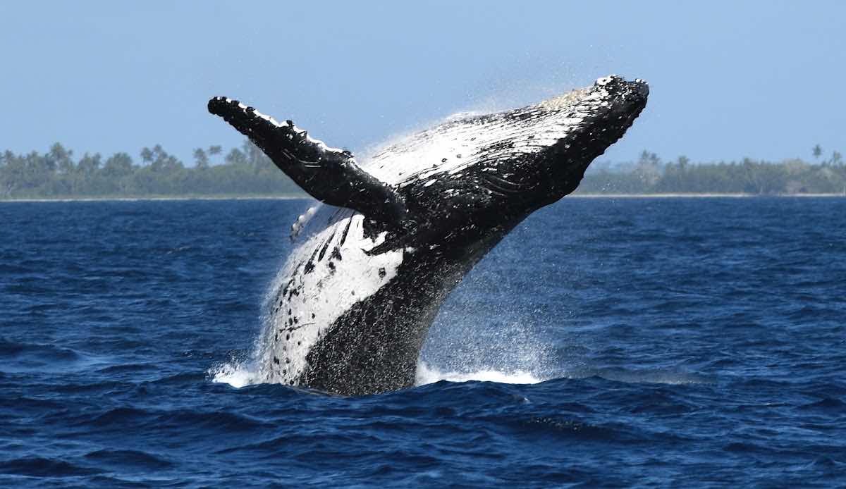 Deep Blue Diving photo 2