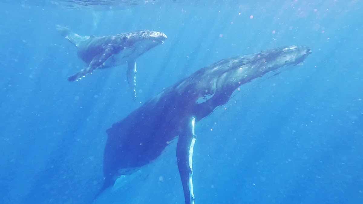Deep Blue Diving photo 3