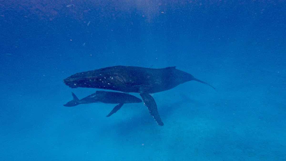 Deep Blue Diving photo 4