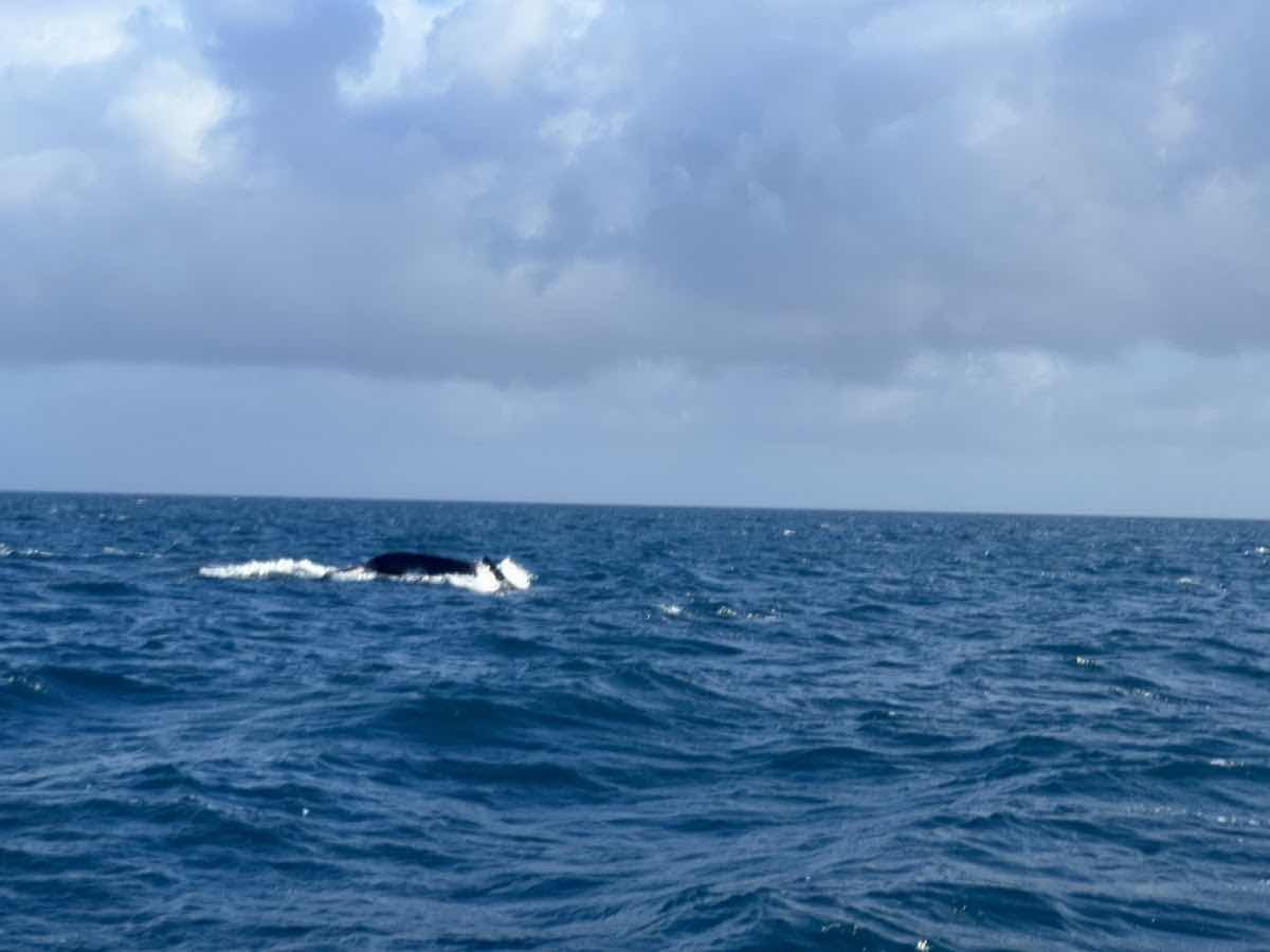 Deep Blue Diving photo 9