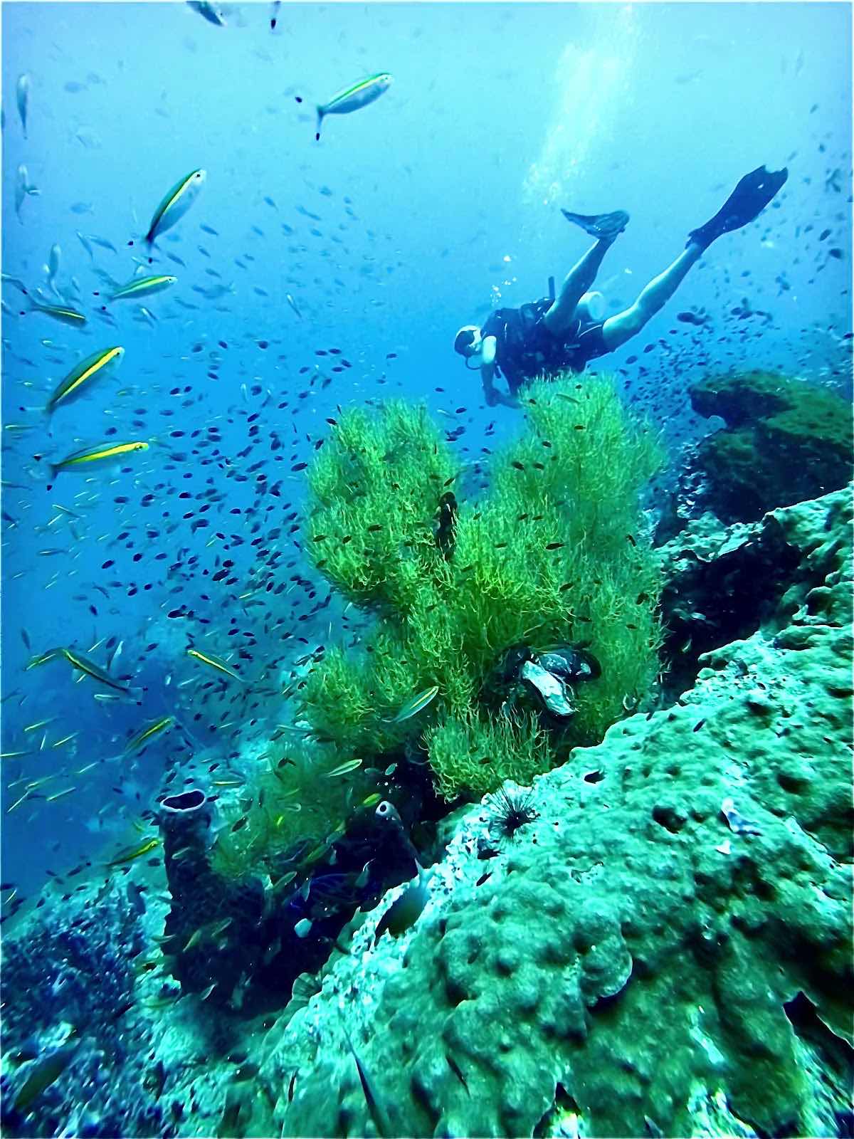 Member Diving - Snorkeling & Scuba Diving Center photo 3