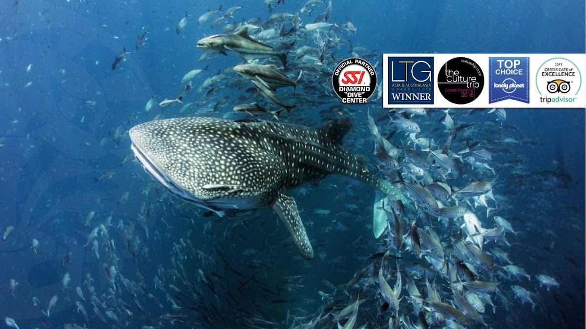Member Diving - Snorkeling & Scuba Diving Center photo 7