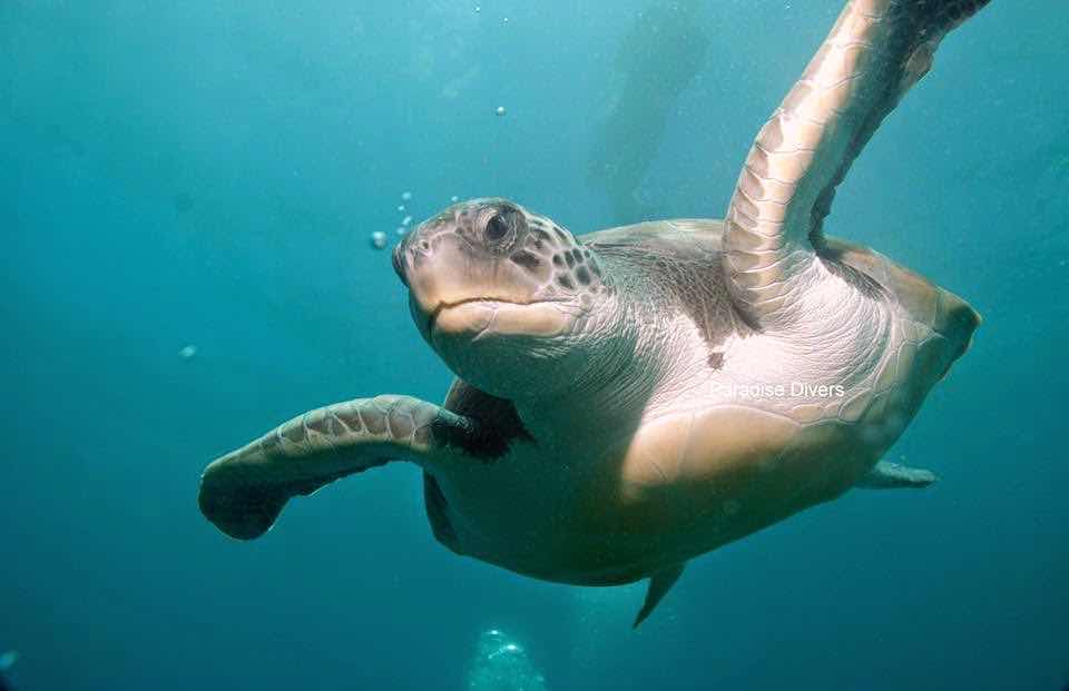 Paradise Divers photo 5