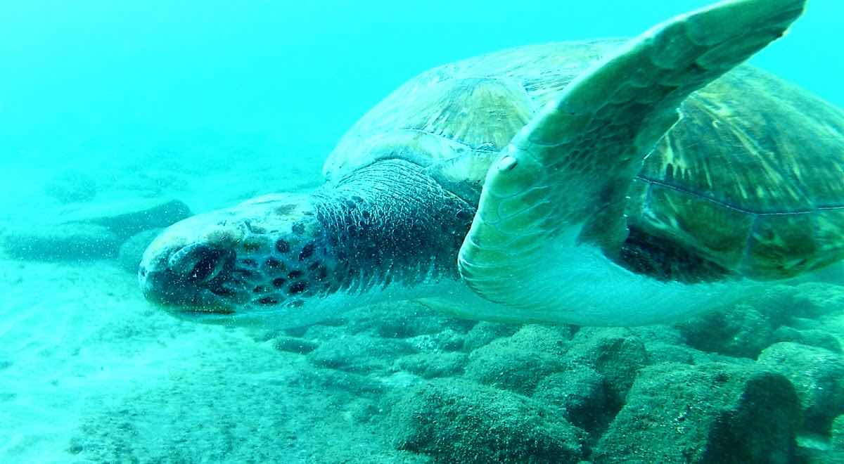 Paradise Divers photo 10