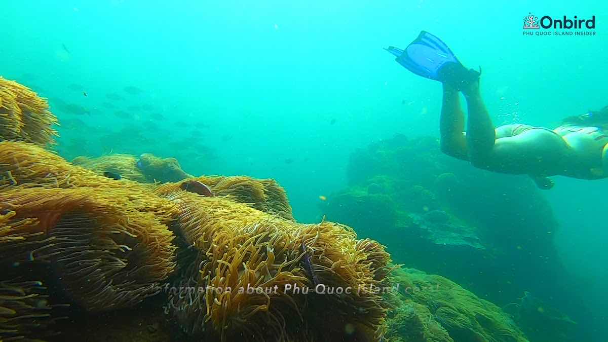 Onbird Phu Quoc photo 5