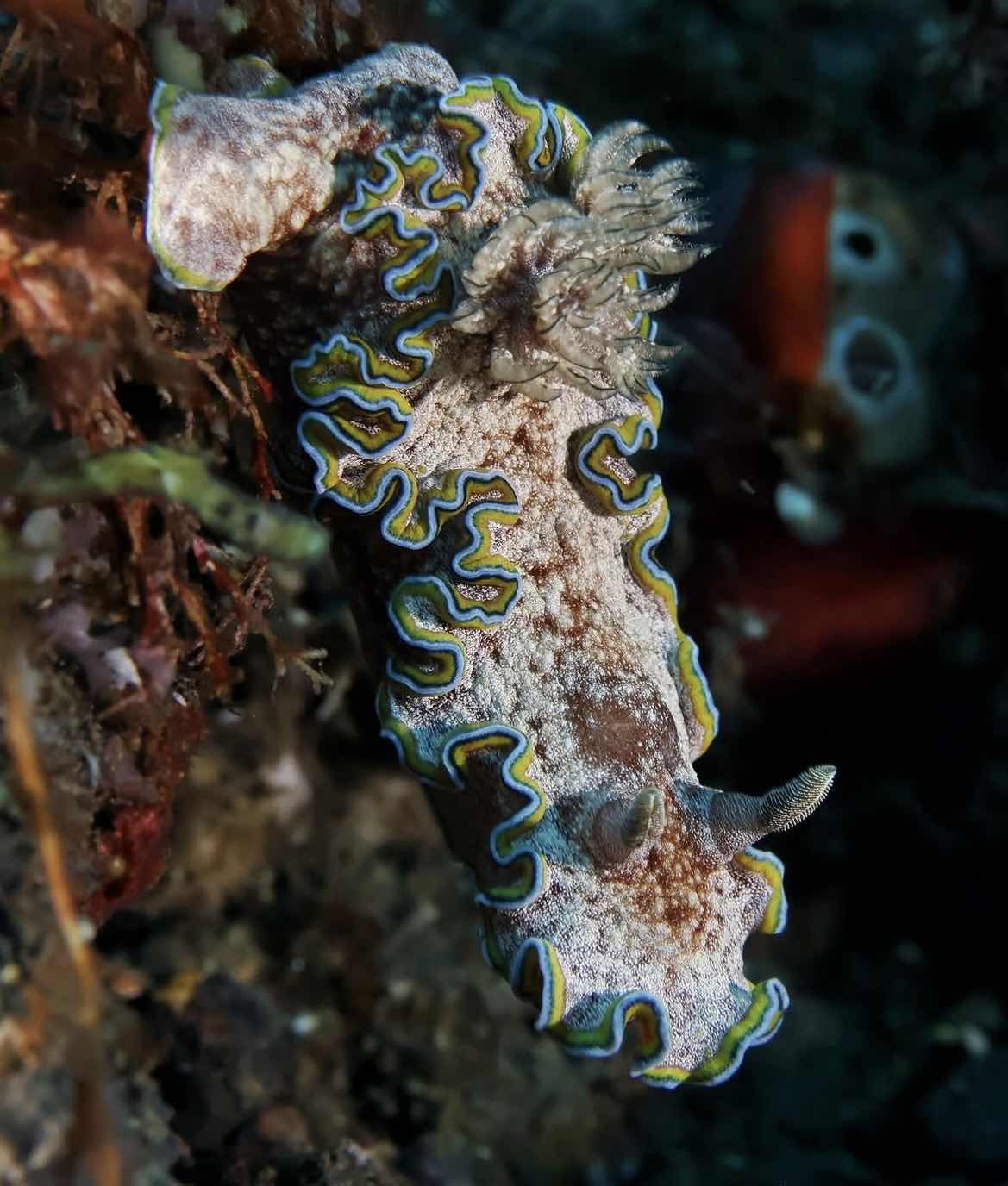 Liquid Blue Bali - Deutsche Tauchschule Amed, Bali photo 6