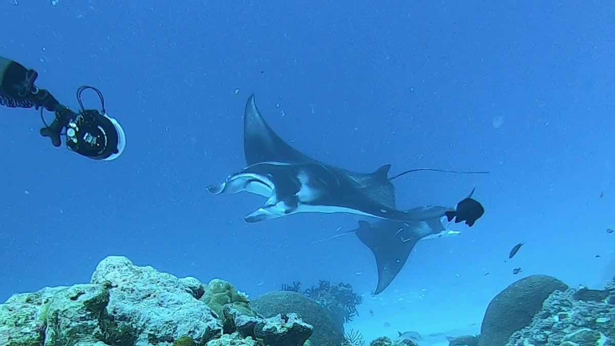 Palau Dive Adventures photo 3