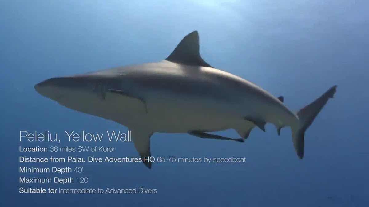 Palau Dive Adventures photo 6