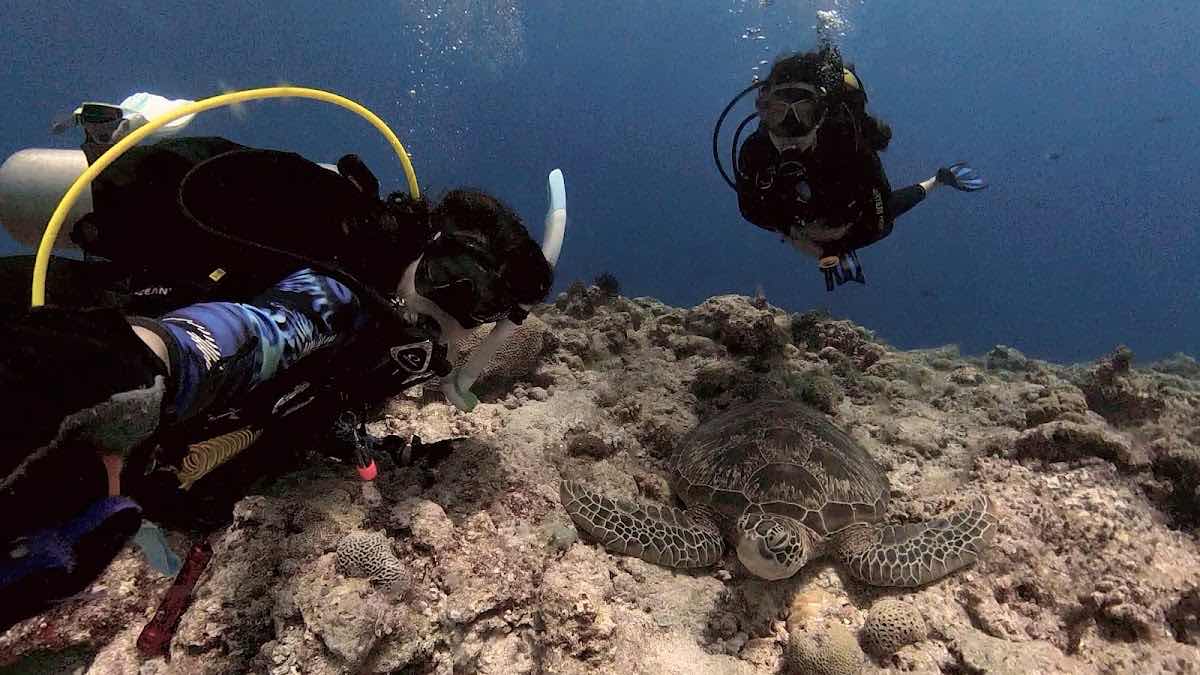 Palau Dive Adventures photo 7