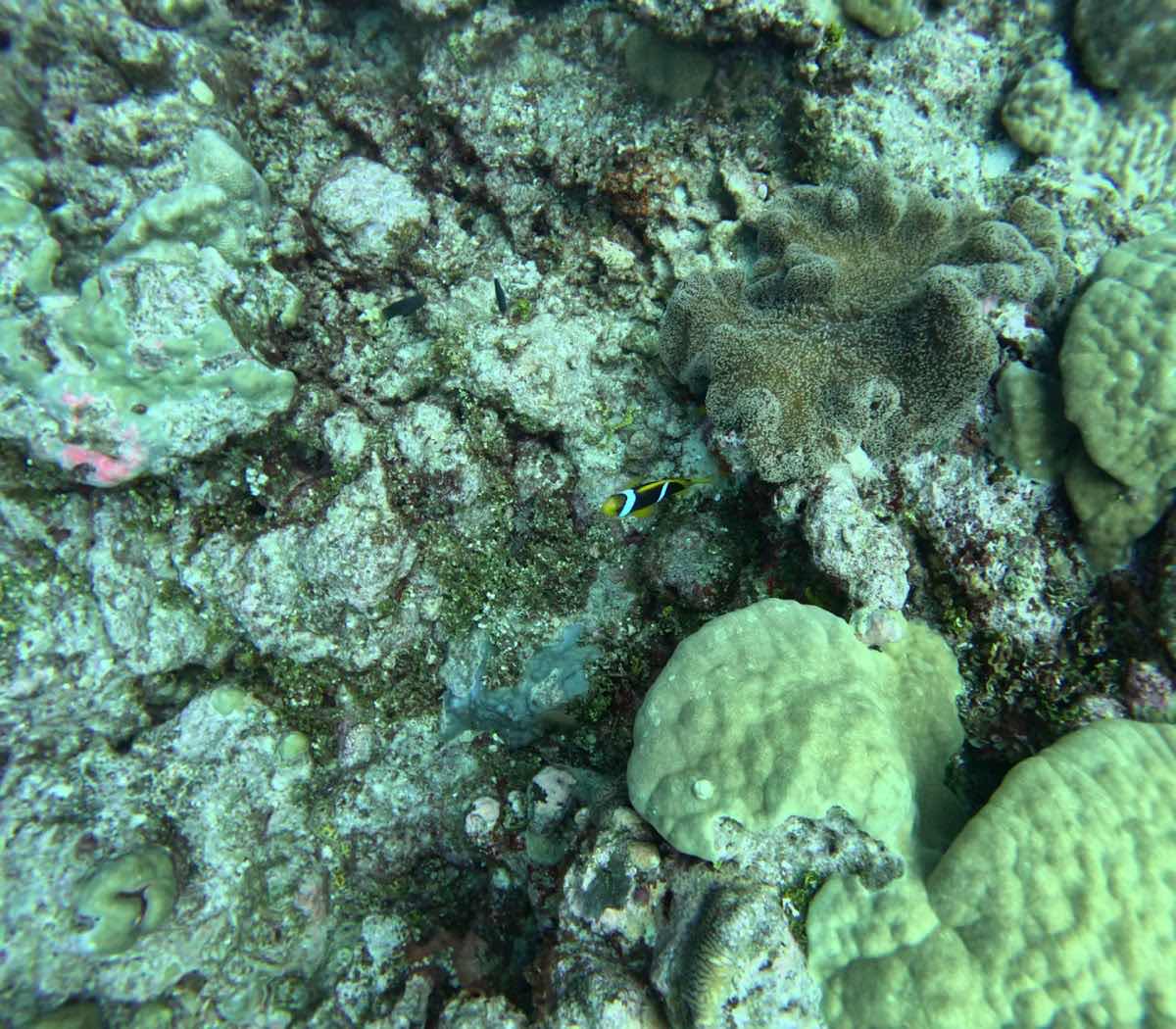 Scuba Guam / Axe Murderers Guam photo 4