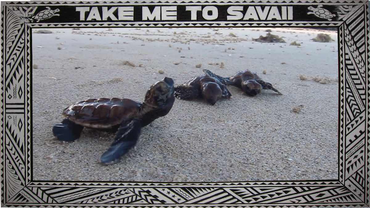 Dive Savaii photo 3