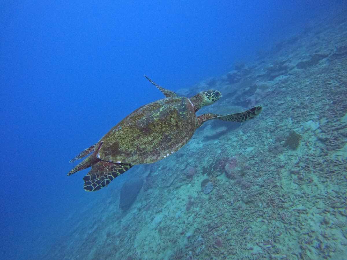 Dive Savaii photo 8
