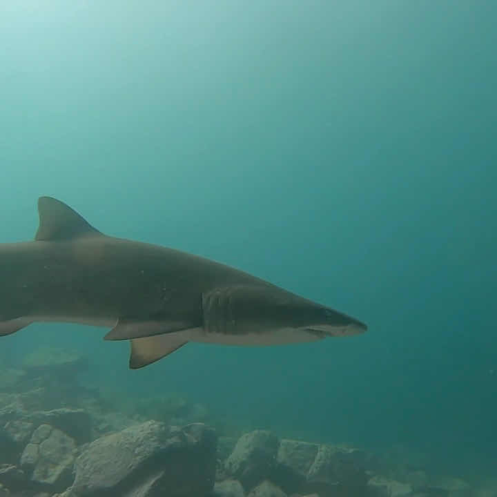 Dive Centre Bondi photo 3