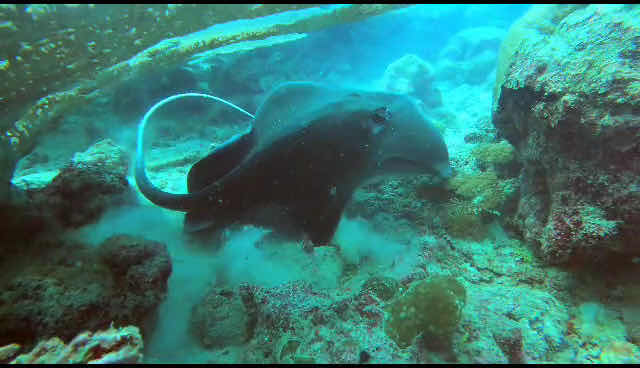 YLANG DIVE CENTER photo 3