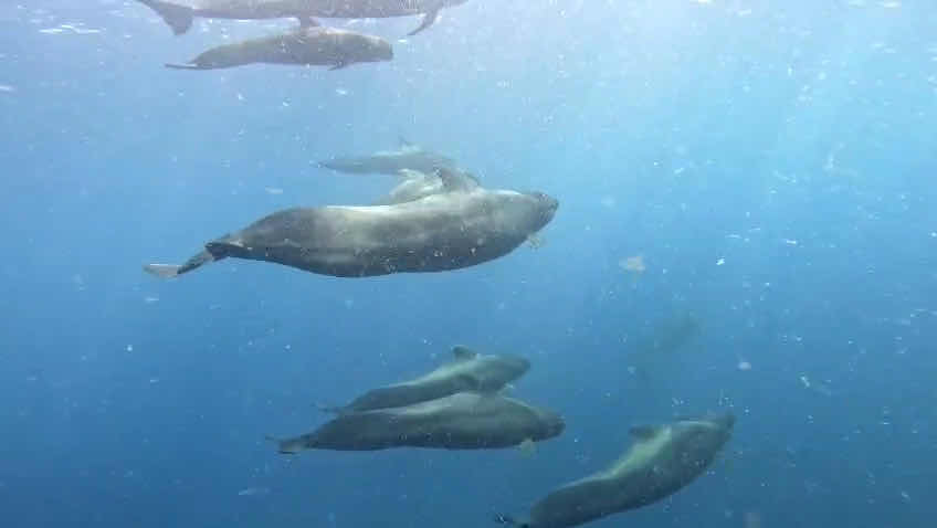 Sao Nicolau Diving photo 3