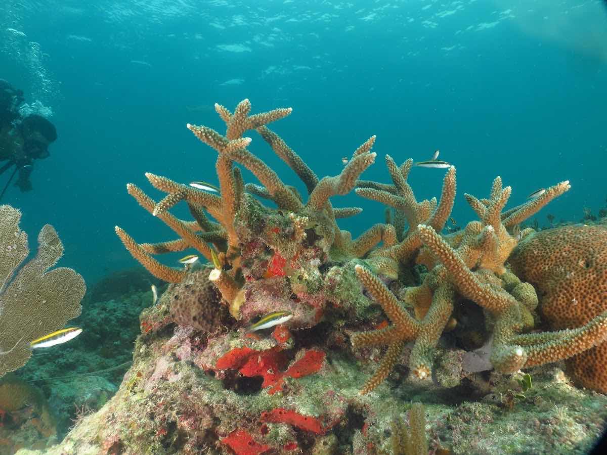 Scuba Diving Cuba - UnderwaterCuba photo 4