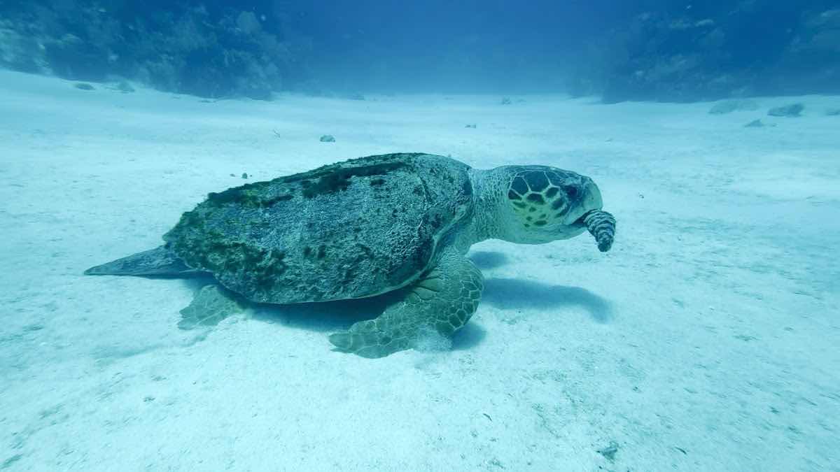 Little Cayman Beach Resort photo 8