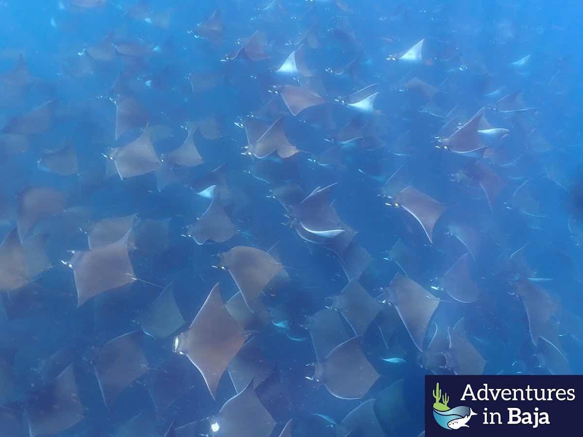 Blue Wave Below photo 5