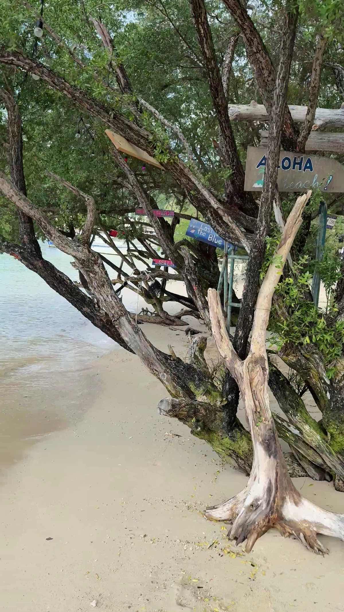 Big Bubble Dive Resort photo 4
