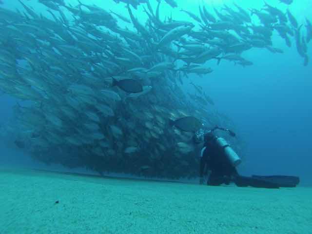 Hammerhead Divers photo 2
