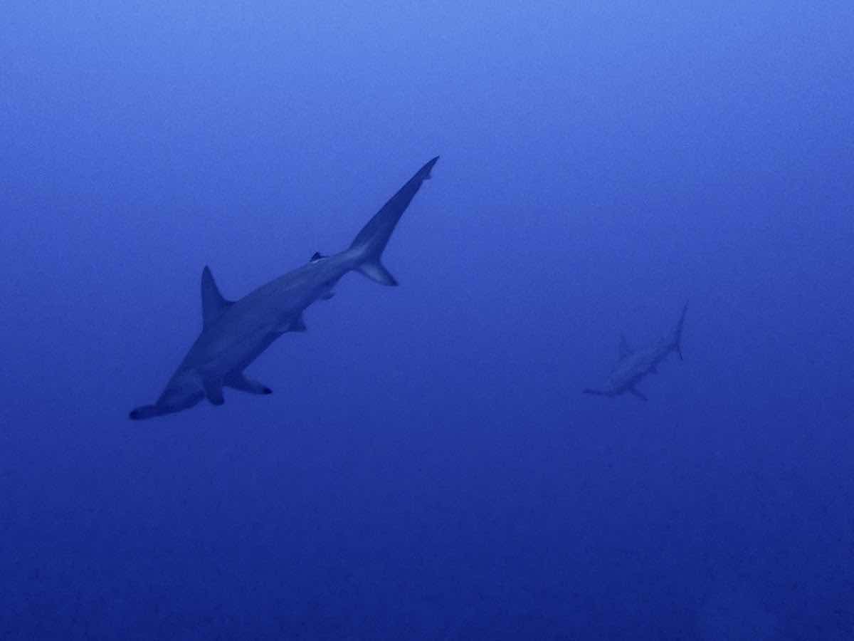 Hammerhead Divers photo 10