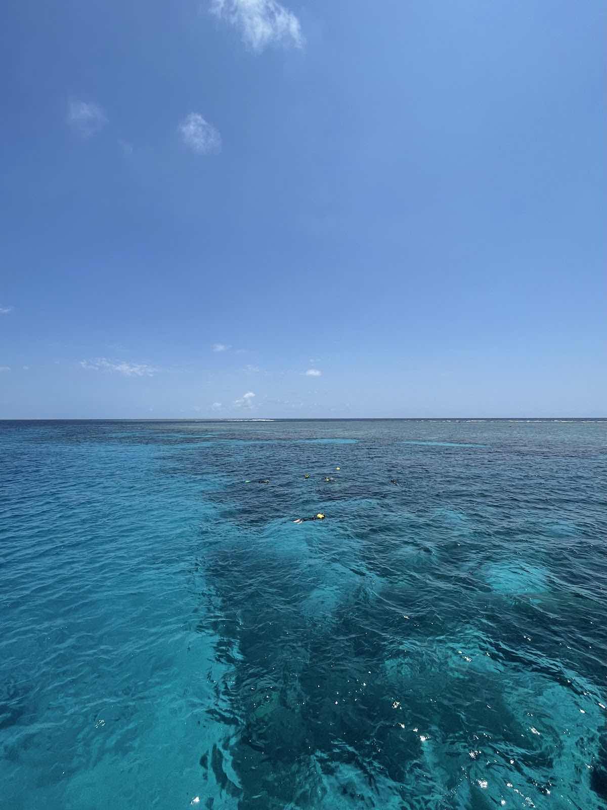 Great Barrier Reef Tours Port Douglas photo 8